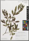 Foto von Salix L.
